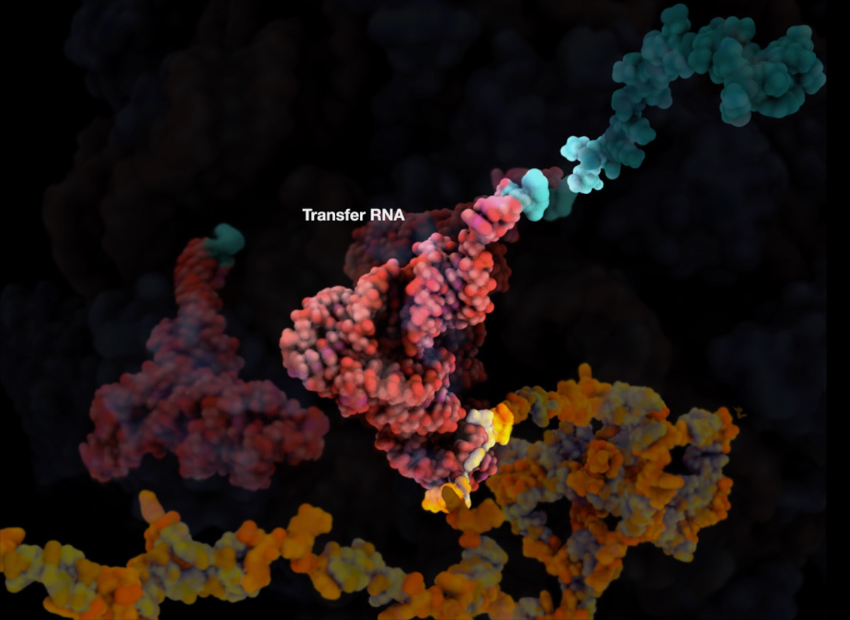 Sample 3: Transfer RNA