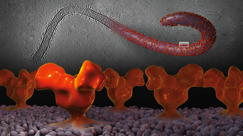 Sample 1: Ebola in 3D. Veronica Falconieri/Subramaniam Lab/CCR/NCI/NIH