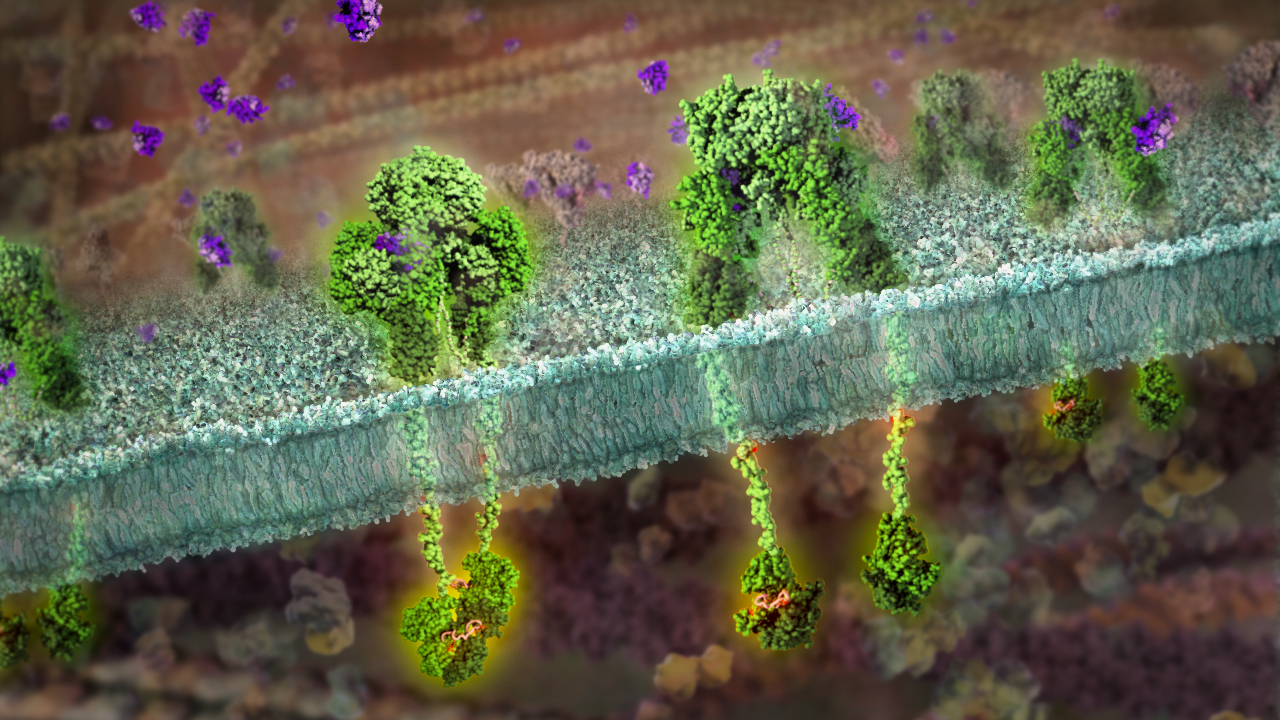 Insulin receptors spanning the cell membrane