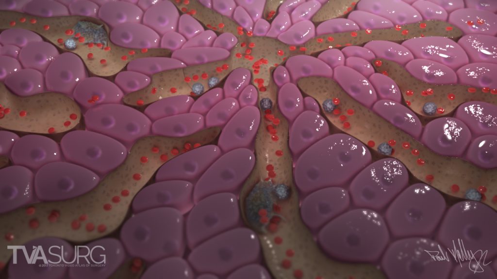 Cellular landscape of hepatocytes and sinusoids